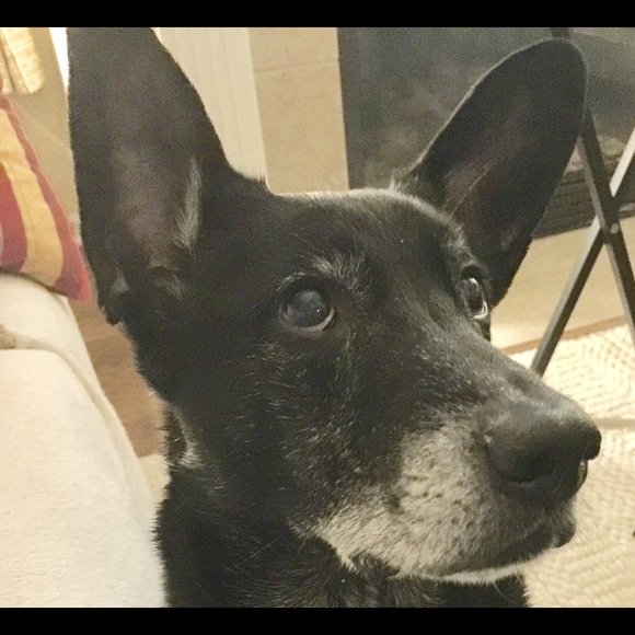 Meet your Posher, Diana - Picture 2 of 2